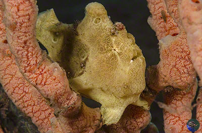 Antennarius commerson