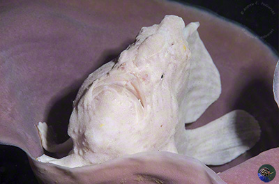 Antennarius commerson