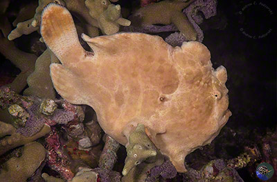 Antennarius commerson