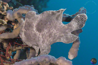 Antennarius commerson