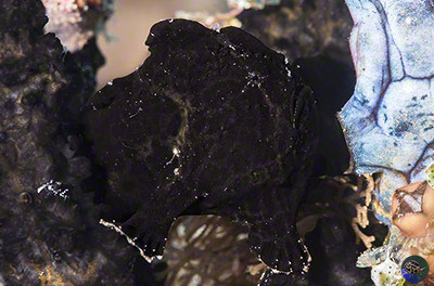 Antennarius commerson