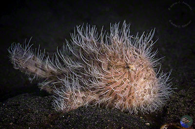 Antennarius striatus