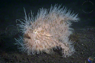 Antennarius striatus