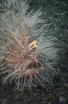 Antennarius striatus