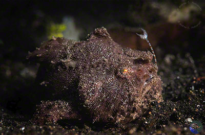 Antennarius striatus