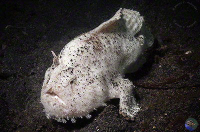 Antennarius striatus