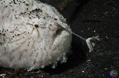 Antennarius striatus