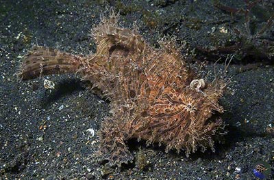 Antennarius striatus