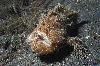 Antennarius striatus