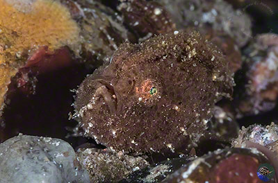 Antennarius striatus