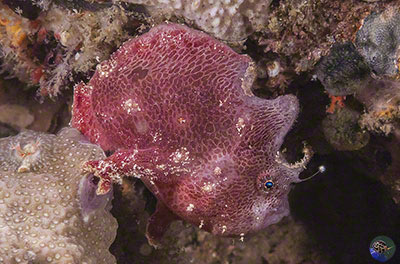Antennarius sp.