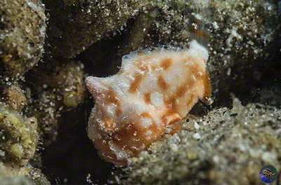 Antennarius sp.