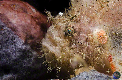 Antennarius coccineus