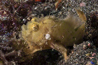 Antennarius coccineus