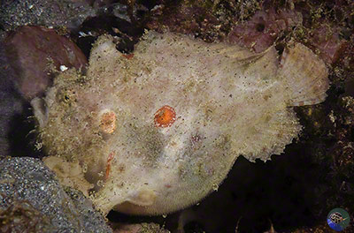 Antennarius sp.