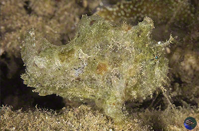 Lophiocharon lithinostomus