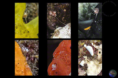 Anntenarius pictus - escia variations