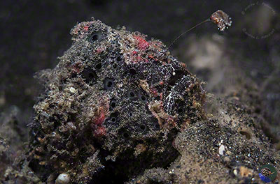 Antennarius maculatus