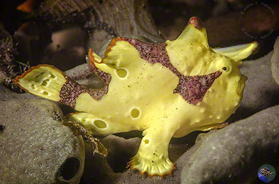 Antennarius maculatus