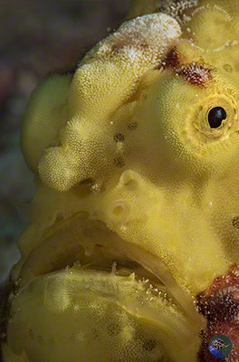 Antennarius maculatus