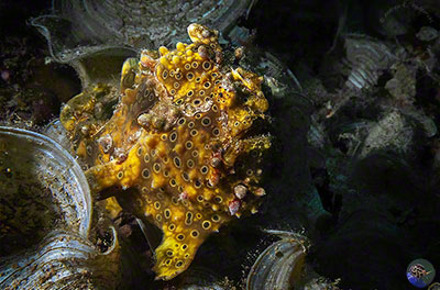 Antennarius maculatus