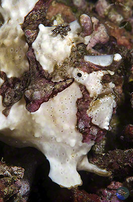 Antennarius maculatus