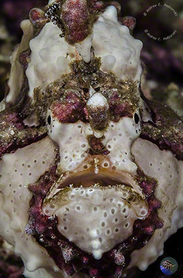 Antennarius maculatus