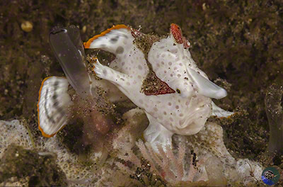 Antennarius maculatus