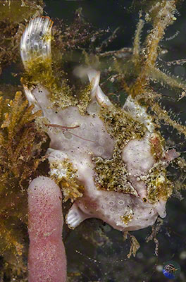 Antennarius maculatus