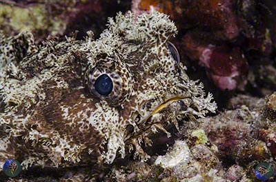 Halophryne diemensis