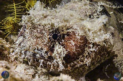 Halophryne diemensis