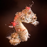 Seahorse