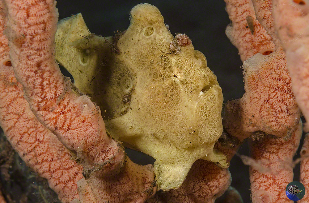 Antennarius commerson