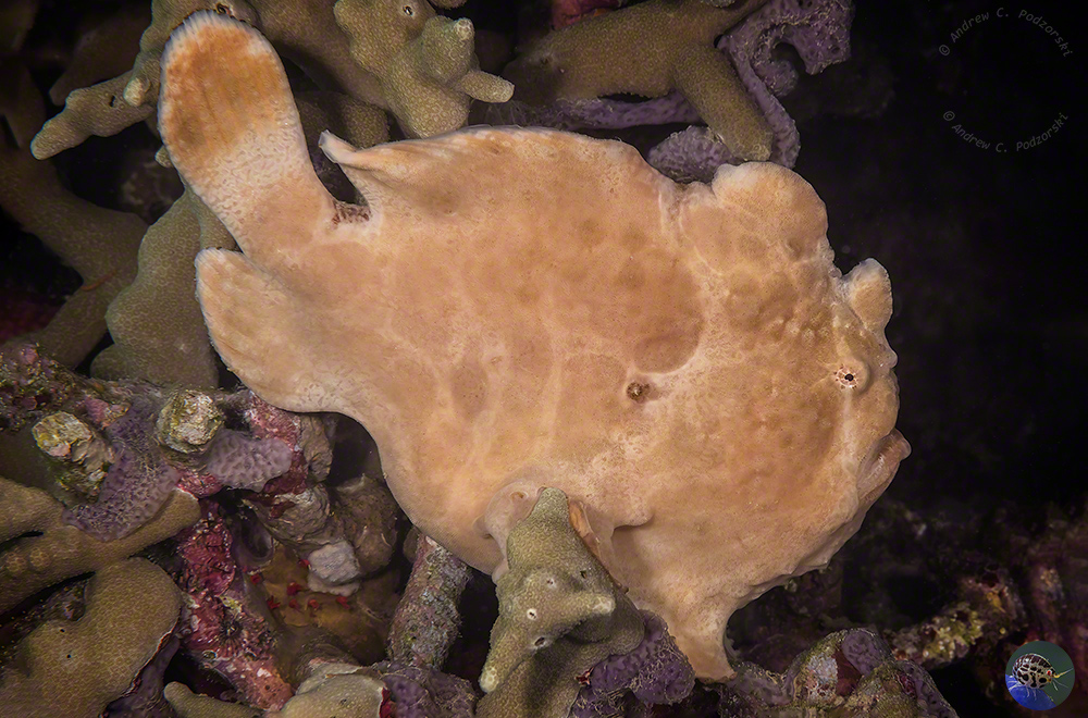 Antennarius commerson