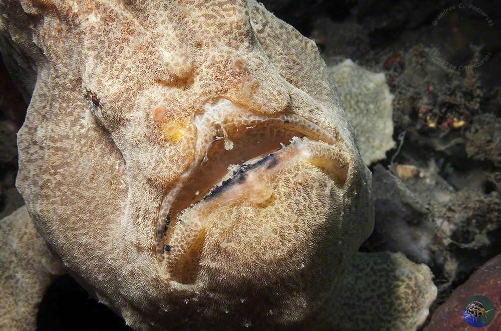 Antennarius commerson