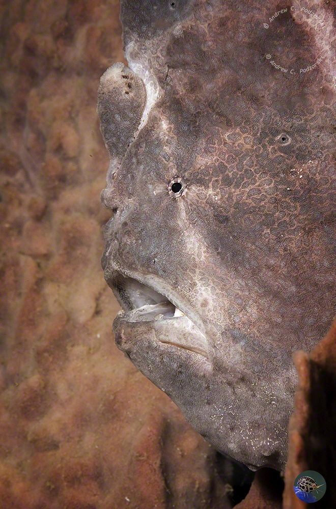 Antennarius commerson