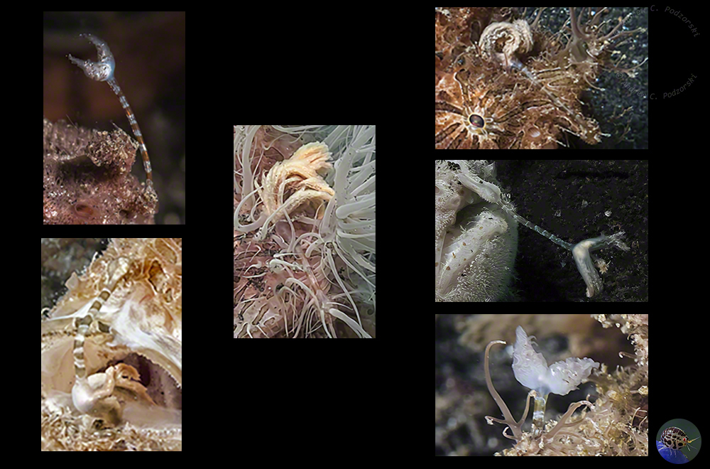 Antennarius striatus - esca variations