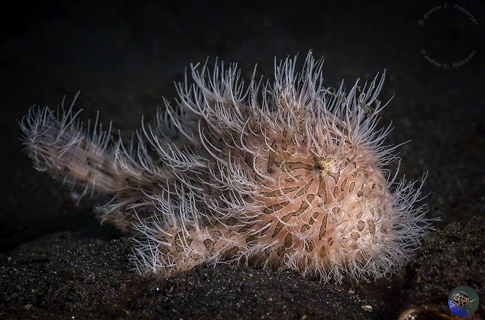 Antennarius striatus