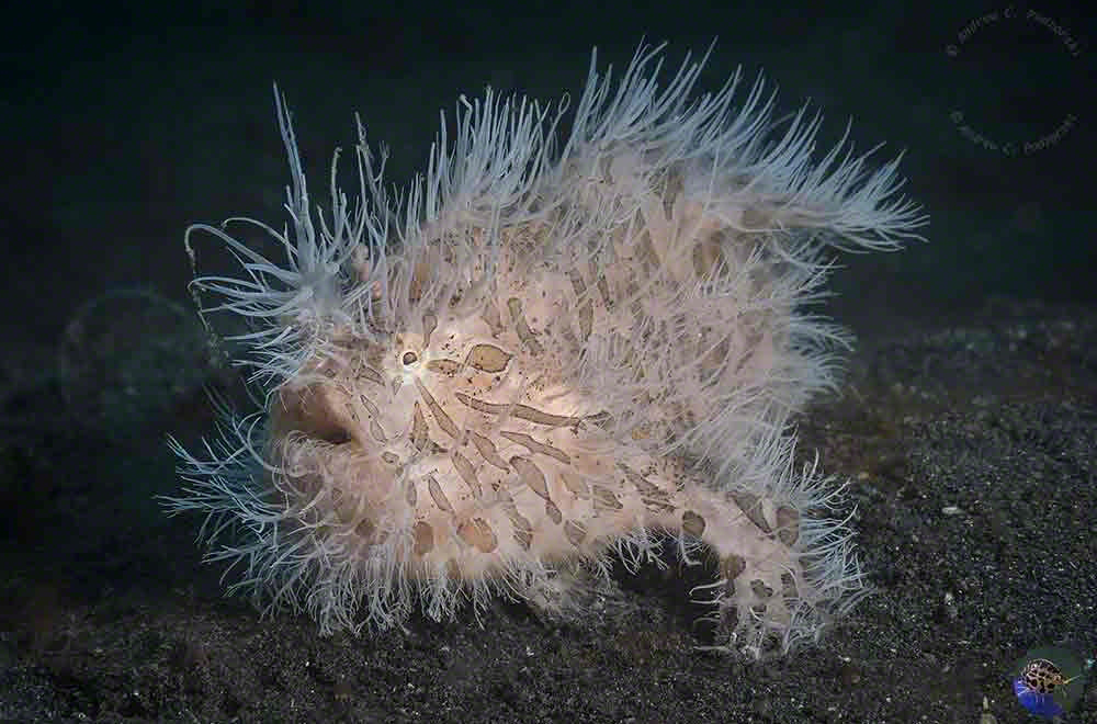 Antennarius striatus