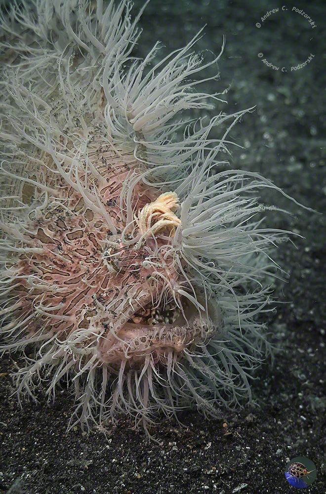 Antennarius striatus