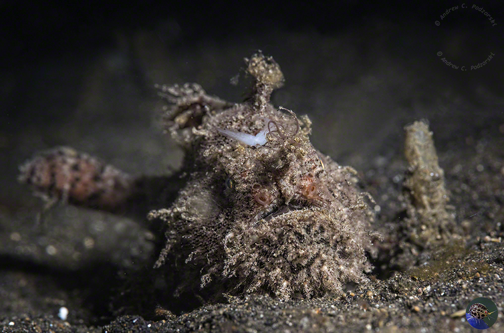 Antennarius striatus