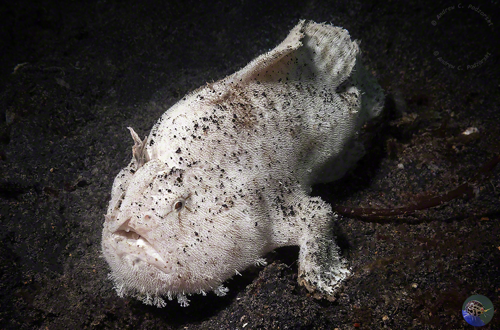 Antennarius striatus