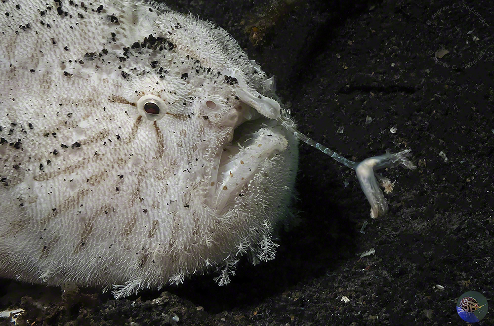 Antennarius striatus