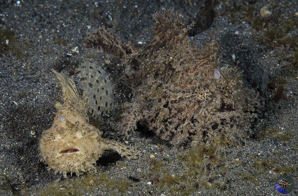 Antennarius striatus