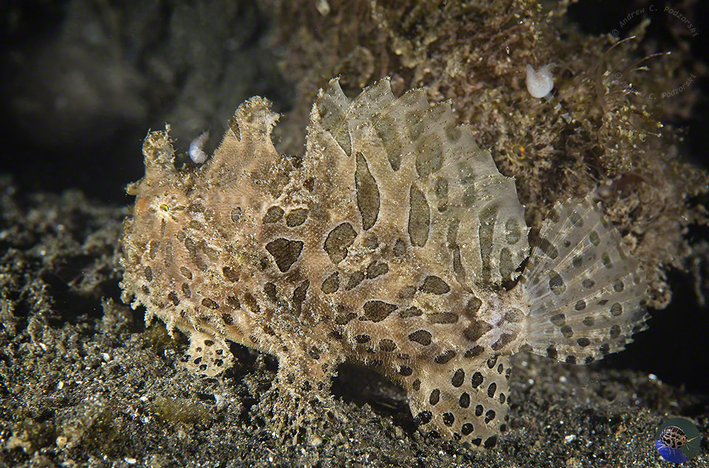 Antennarius striatus
