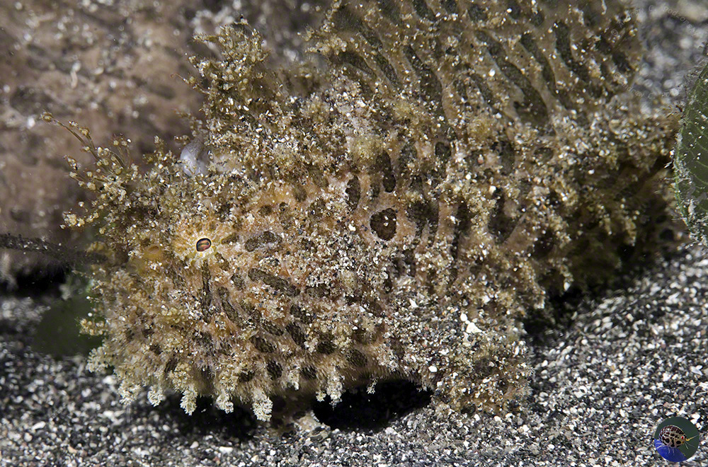 Antennarius striatus