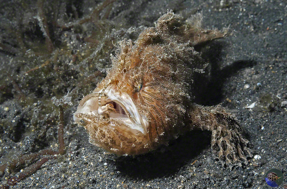 Antennarius striatus