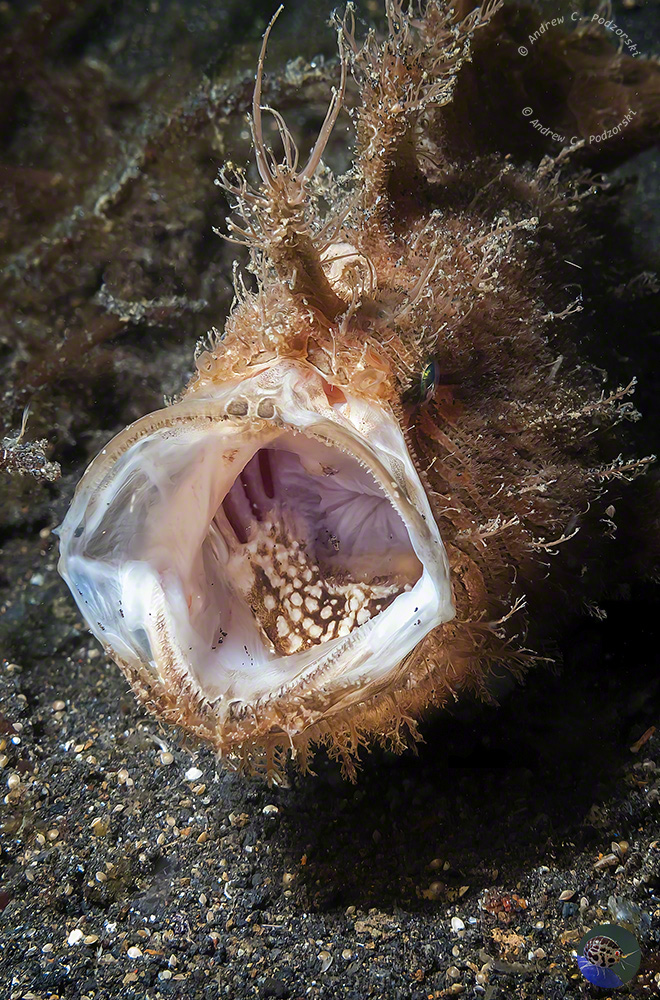 Antennarius striatus