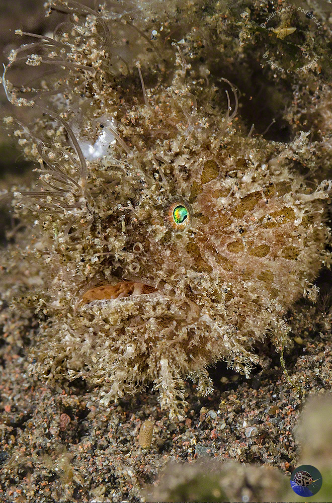 Antennarius striatus