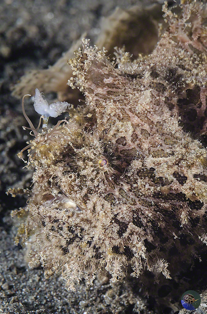 Antennarius striatus